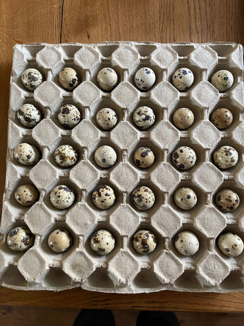 30 quail hatching eggs &pound;10