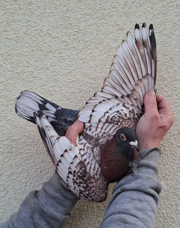 Toy frill stencil rare colour racing pigeons