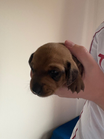 Miniature dachshund puppies