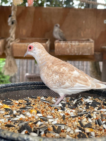 Diamond Doves for sale