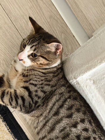 Kitten