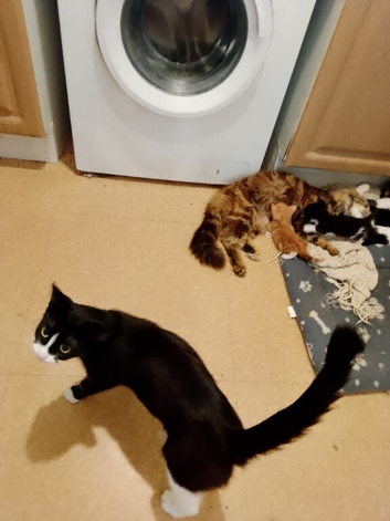 Kittens for sale sunderland