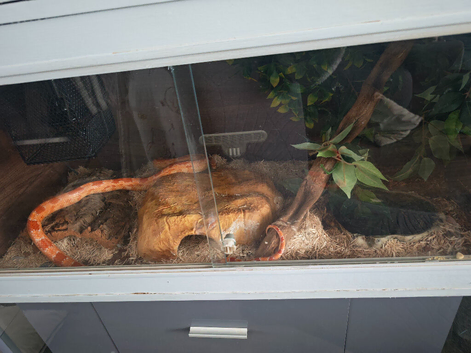 Corn snake