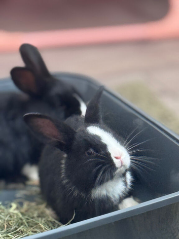 Adorable Rex x Dutch x Lop Baby Rabbits