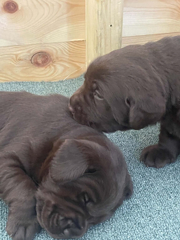 Chocolate Labrador puppIes