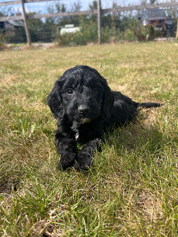 4 black cockapoo puppies available, boys and girls. Ready to leave 08/08