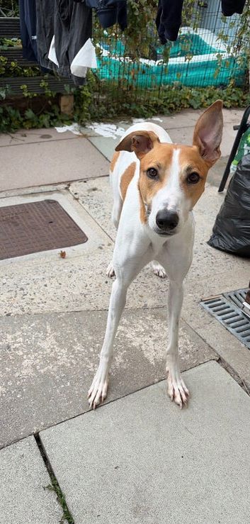Dog for rehome