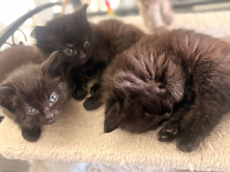 Nebelung x kittens ready now fluffy
