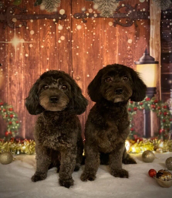 2 shihpoo girls must go together! priced for both