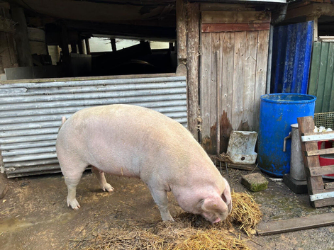 Welsh Saddleback x Cross sow for sale.