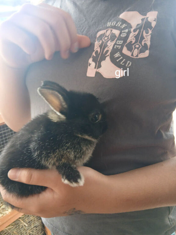 Netherland dwarfs bunnies 2 girls 1 boy