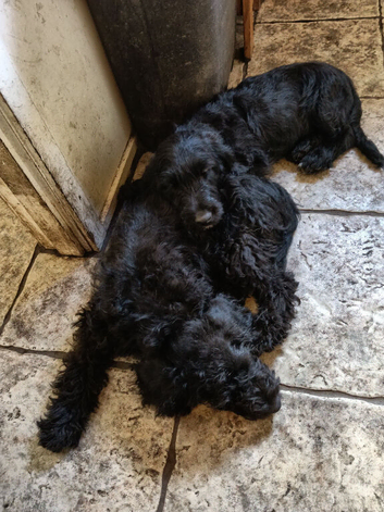 Temperament assessed, part trained Labradoodle boy puppies.