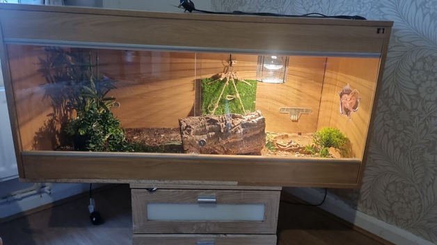 Bearded dragon