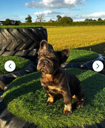Rope nose fluffy French bulldog