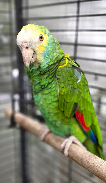 Proven male Amazon Barbadensis