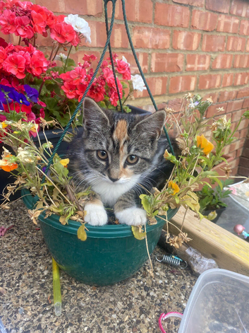 Amazing girl looking for a new home