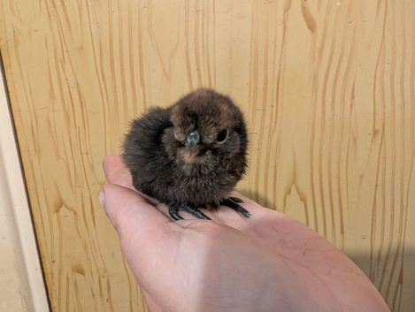 2 unsexed polish chicks
