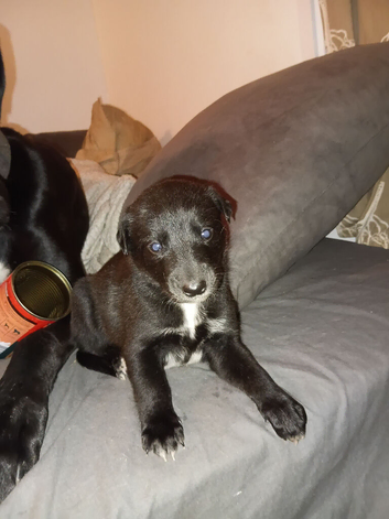 Gorgous saluki bull gray x lurcher