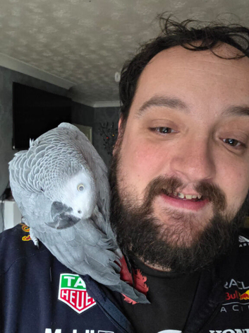 Beautiful female African Grey
