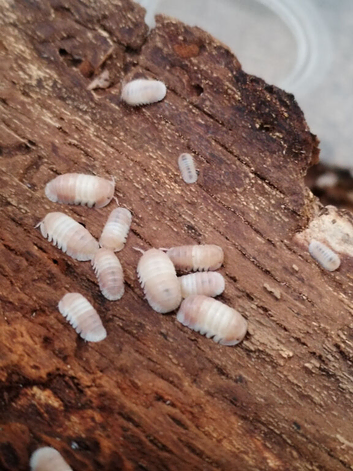 Isopods, millipedes and beetles