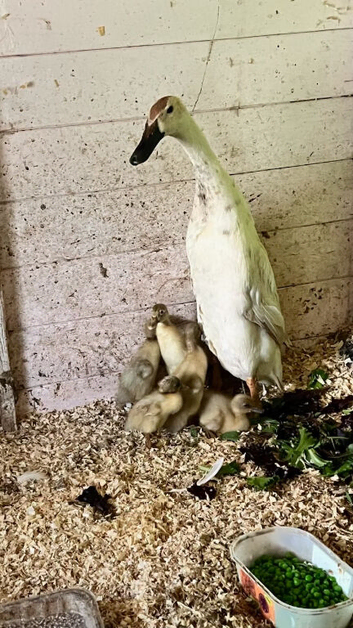 Indian Runner Ducklings