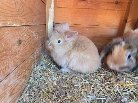 2 baby Lion lops for sale with double hutch included