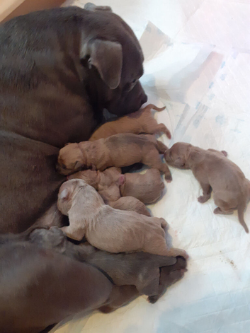 American bully s looking for there forever Holmes