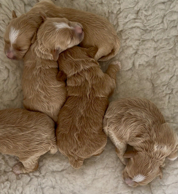 F1 Maltipoo Puppies Extensively Tested Parents