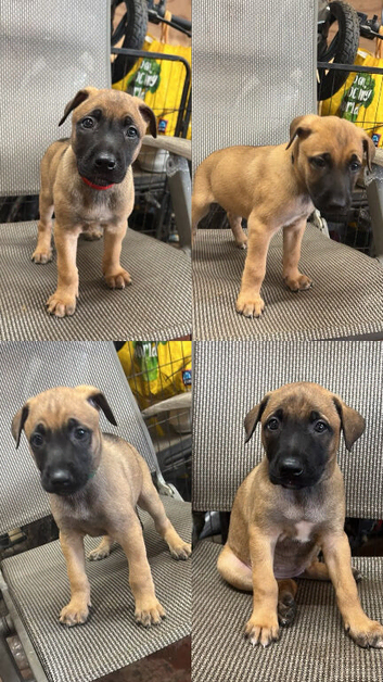 German shepherd X Belgian malinois puppies