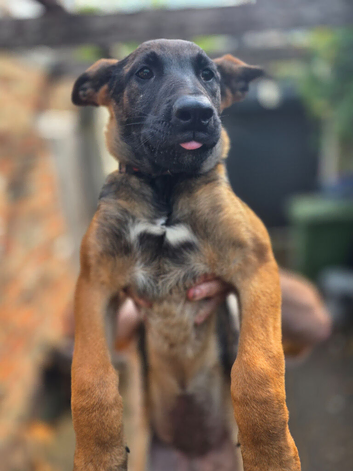 German shepherd x Malinois puppies
