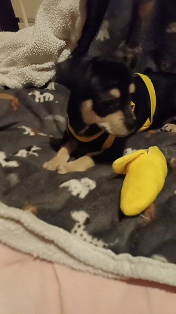 Two boy full chihuahua puppies