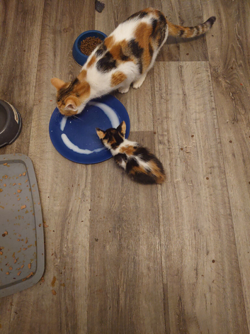 Calico female age 8-9
