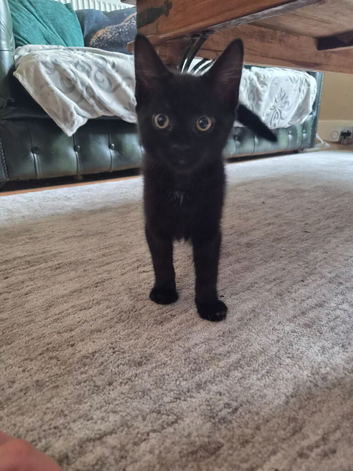 10 week old boy kitten