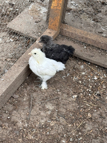 Two silkie mixed chicks