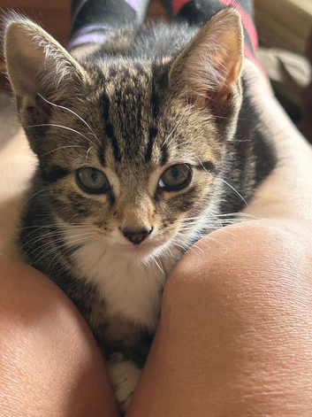 Cute kittens