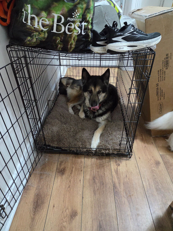 German shepherd cross Malamute rehome.