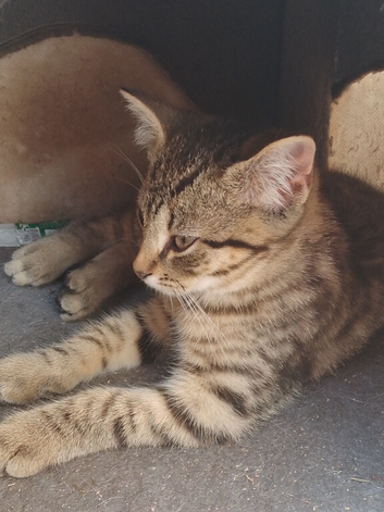 Now 4 months and very social.