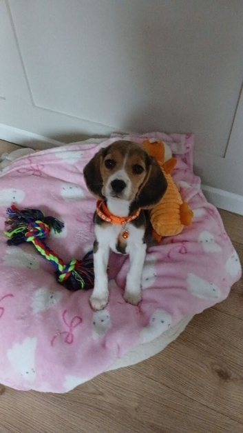 Baby Beagle