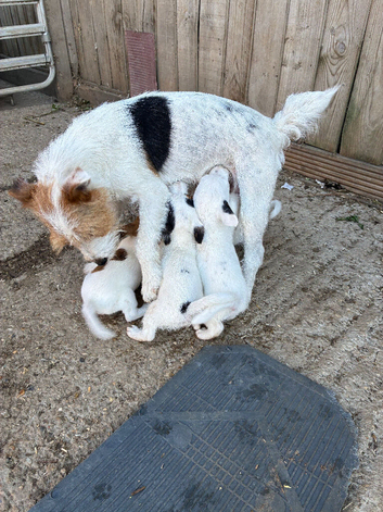 Gorgeous jack Russell  pups
