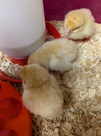 Buff Orpington Hatching Eggs