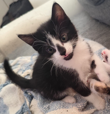 4 kittens looking for a loving family