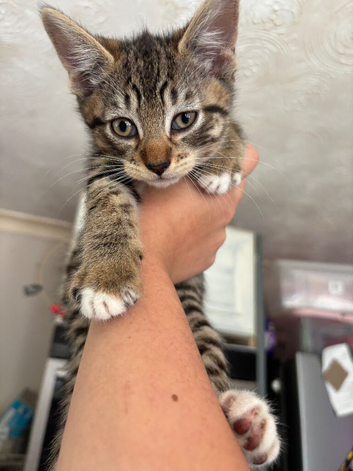 Beautiful kittens READY NOW