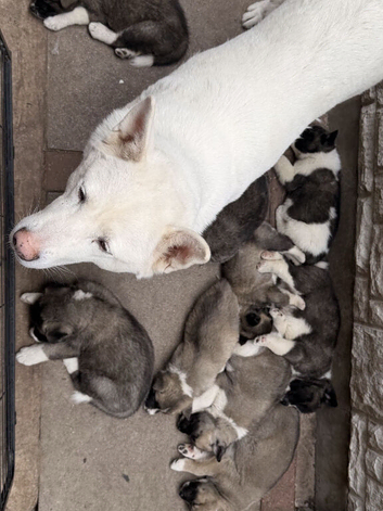 American Akita Puppies