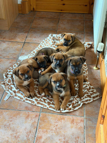 Boxweiler puppies