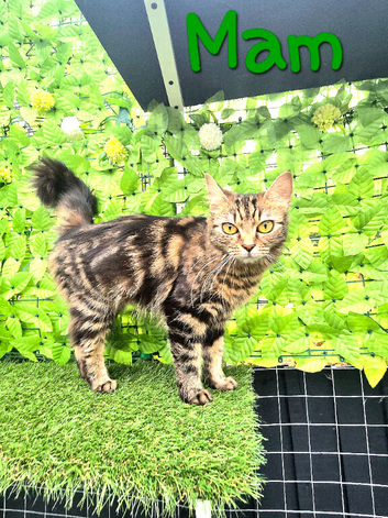 British Long Hair Cross Bengal Kittens.