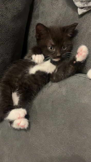 Kittens for sale