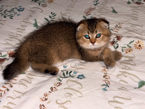 Scottish Fold Golden