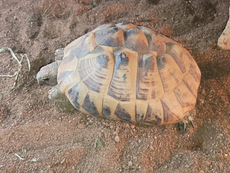 Adult male Hermann's tortoise (Testudo hermanni)