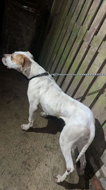 Bully Kutta x American Bulldog
