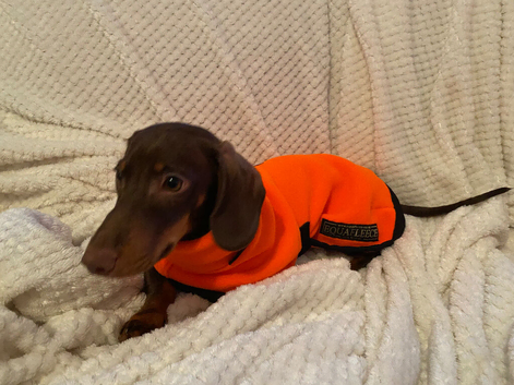 Dachshund looking for a good home